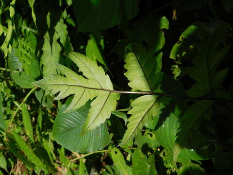 Image of Tectaria melanocaulos (Bl.) Copel.