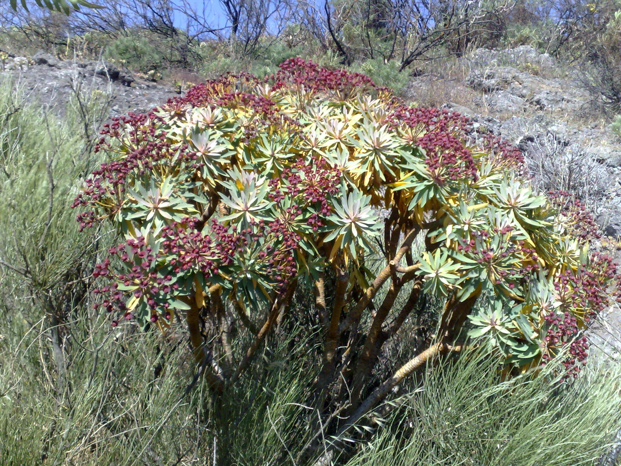 Euphorbia atropurpurea Brouss. ex Willd. resmi