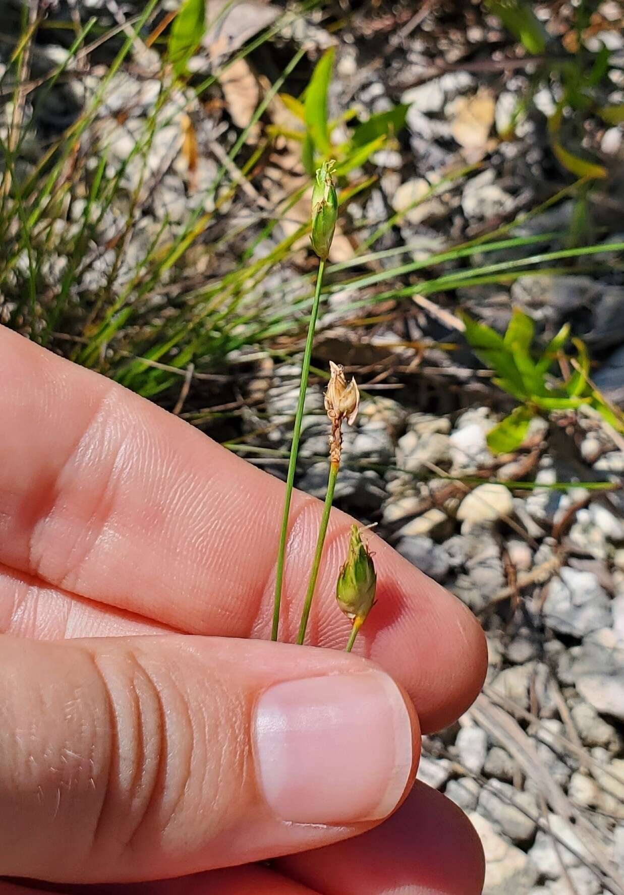 صورة Fimbristylis ovata (Burm. fil.) J. Kern