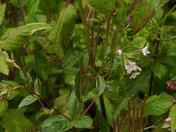 Image of purpleleaf willowherb