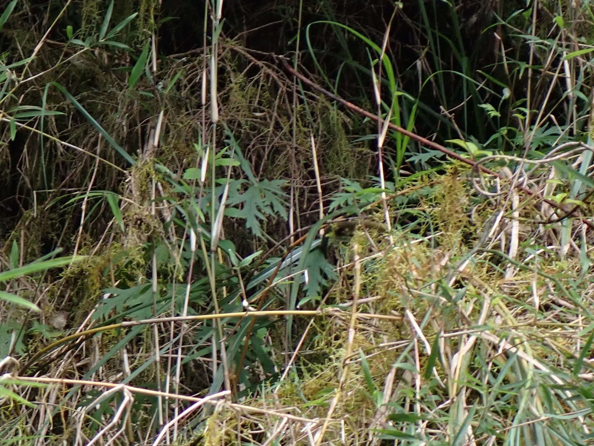 Image of Aconitum formosanum Tamura