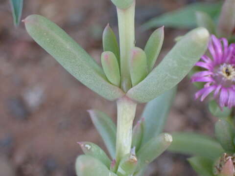 Image of Delosperma robustum L. Bol.