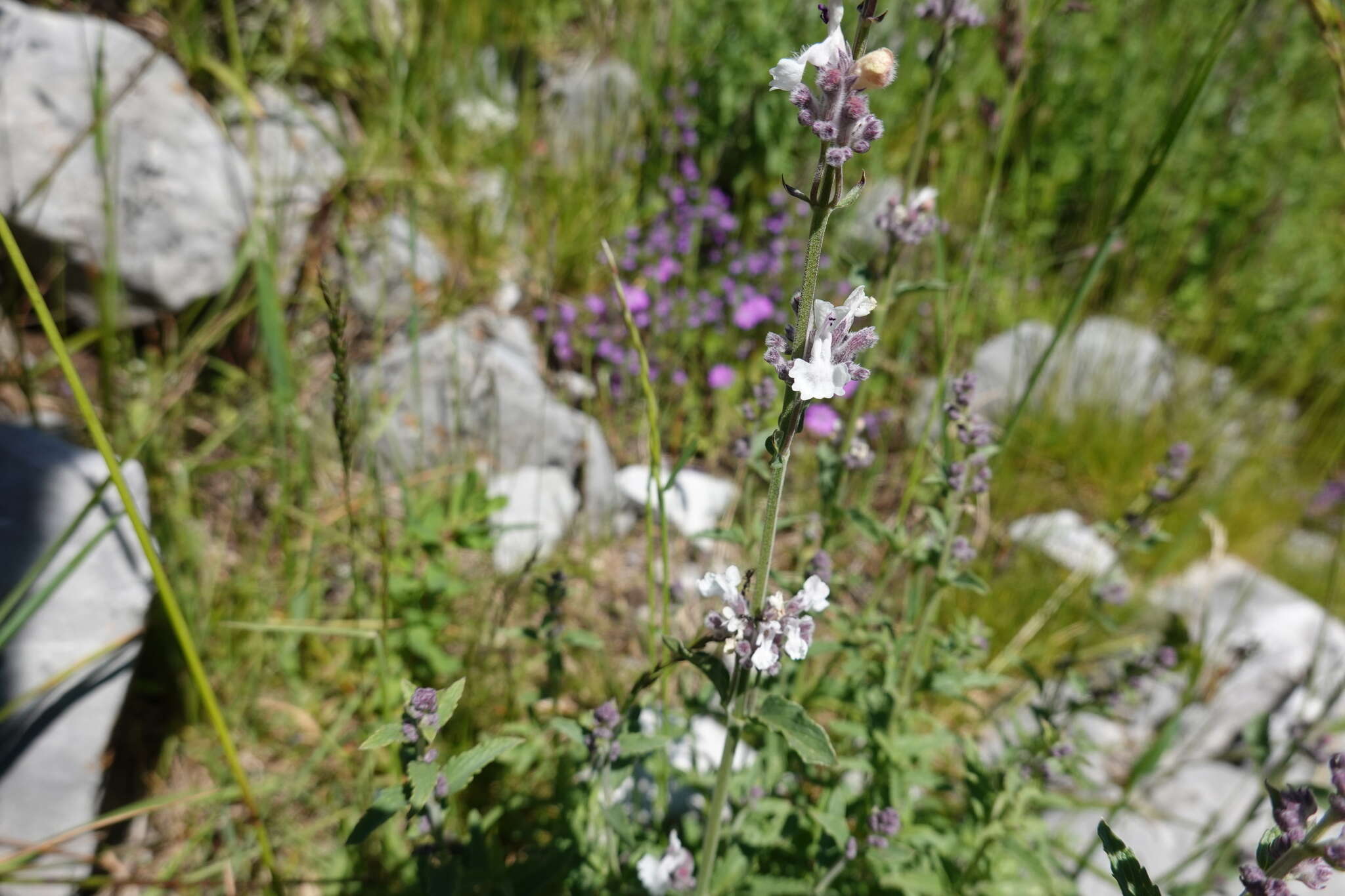 Image de Nepeta nepetella L.