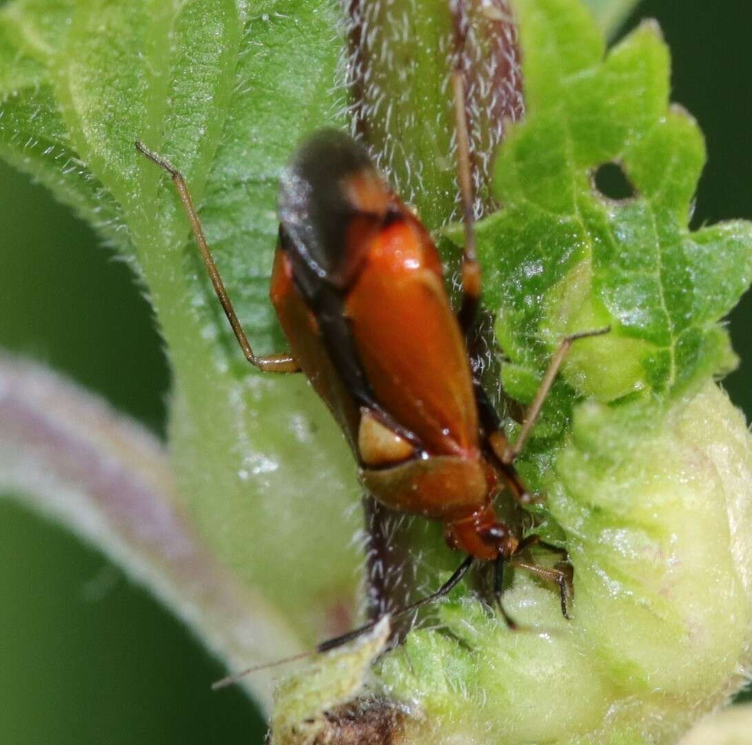 Image of red capsid bug