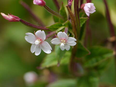 Image of purpleleaf willowherb