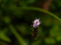 Image of Bistorta amplexicaulis (D. Don) Greene