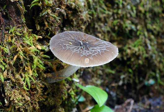 Image of Pluteus thomsonii (Berk. & Broome) Dennis 1948