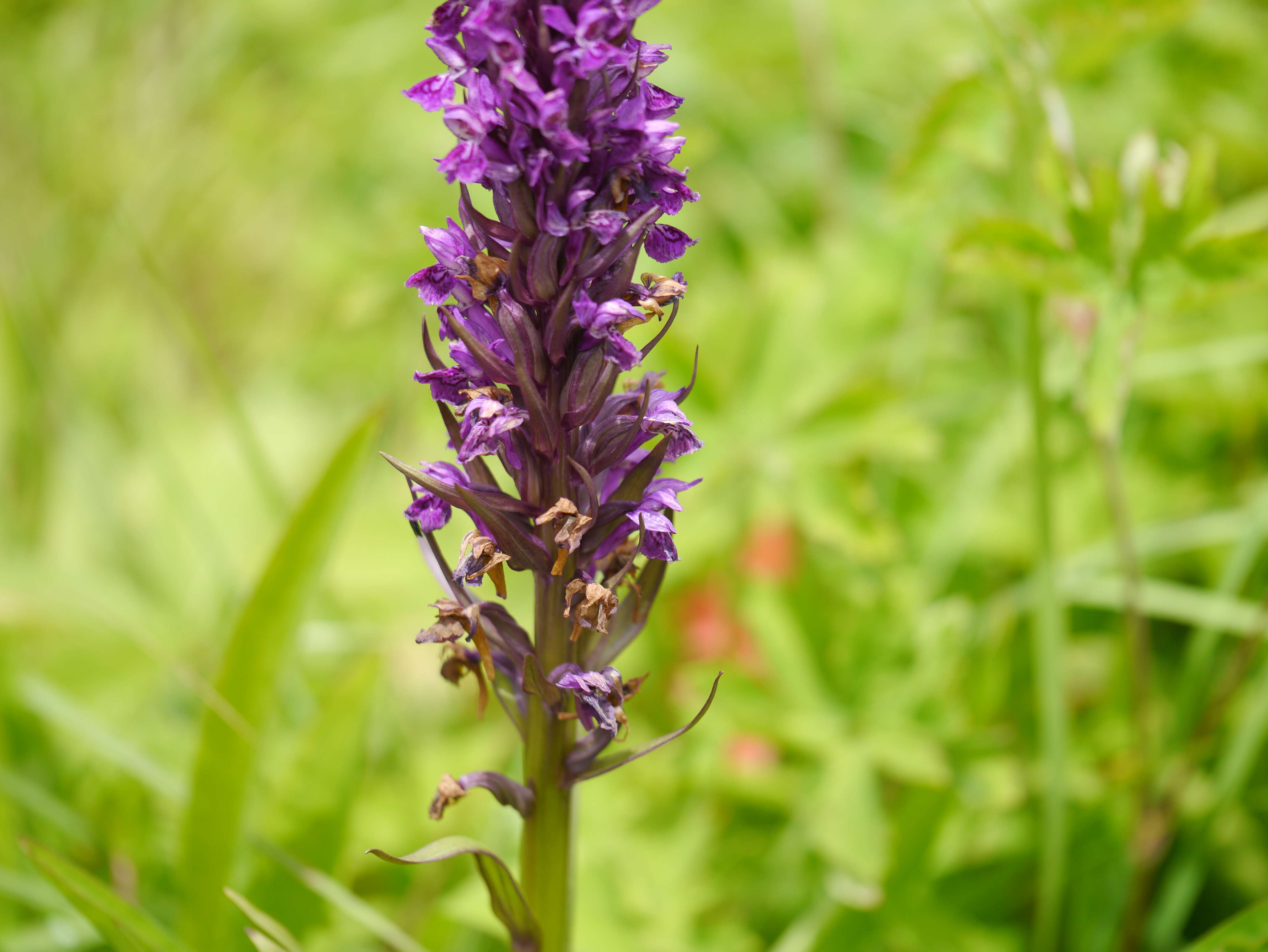 Image of Dactylorhiza hatagirea (D. Don) Soó