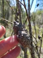 Image of Allocasuarina distyla (Vent.) L. A. S. Johnson