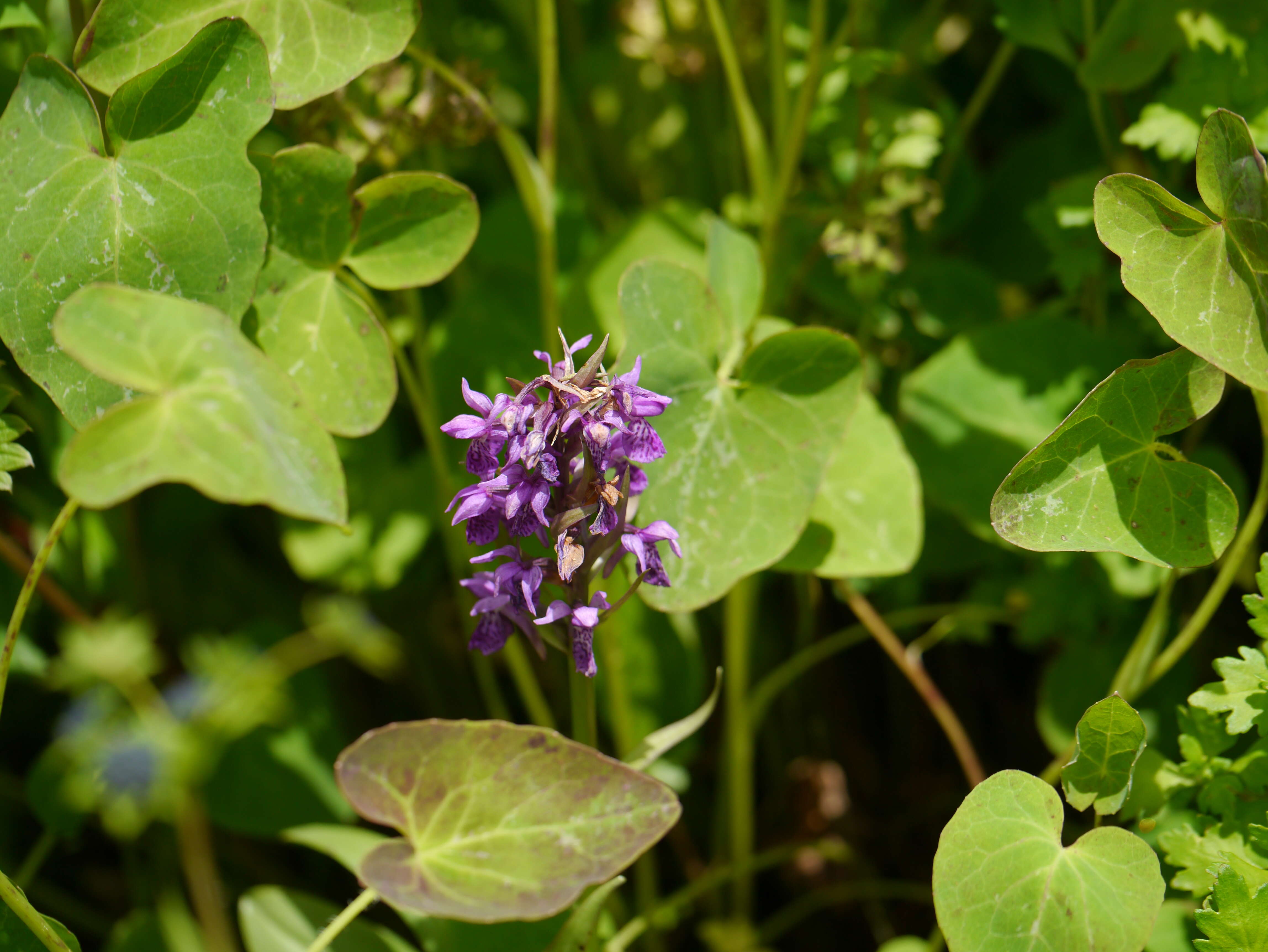 Image of Dactylorhiza hatagirea (D. Don) Soó