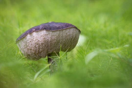 Image of Leccinum melaneum (Smotl.) Pilát & Dermek 1974