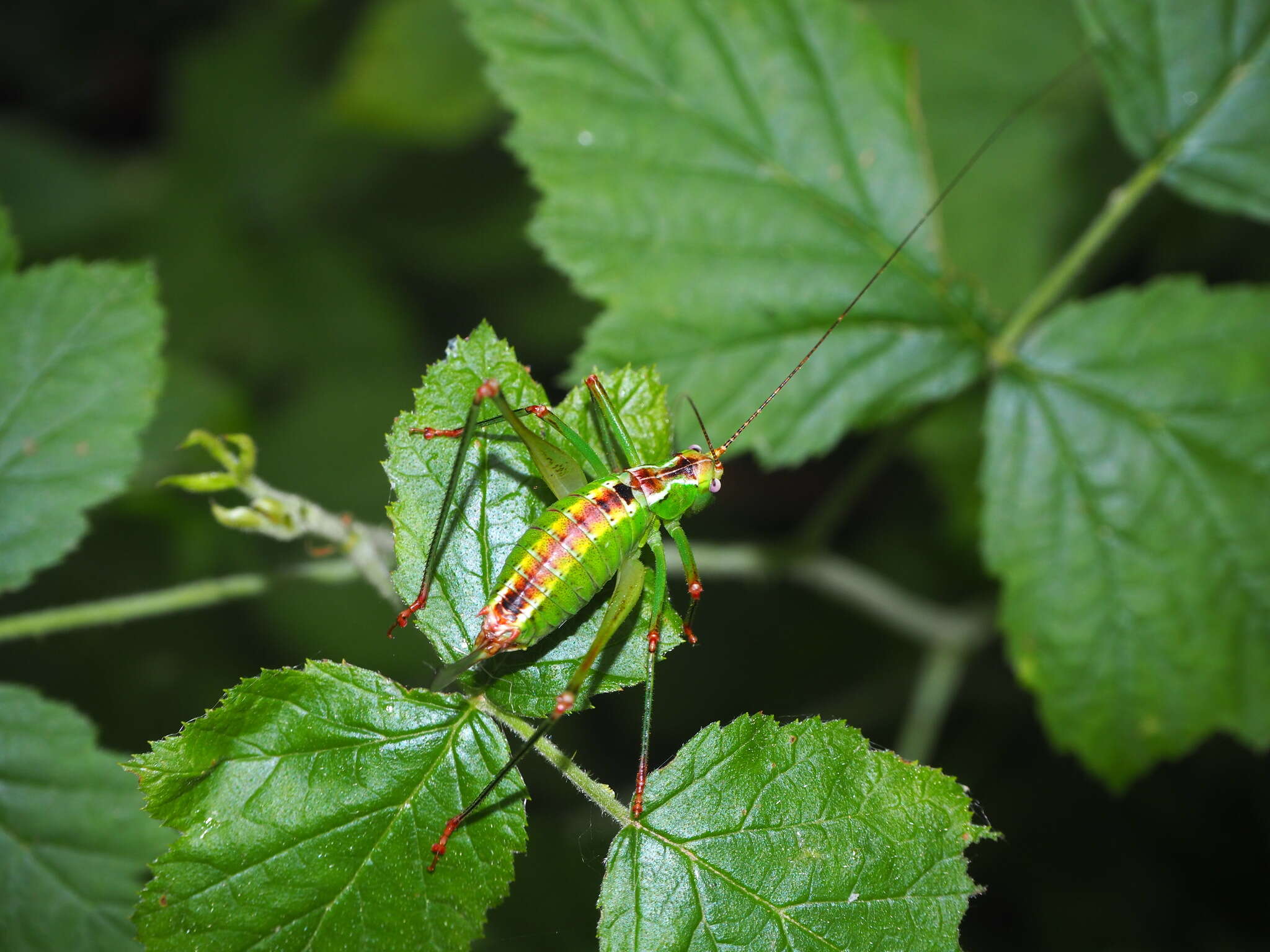 Image of Andreiniimon nuptialis (Karny 1918)