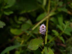 Image of Bistorta amplexicaulis (D. Don) Greene