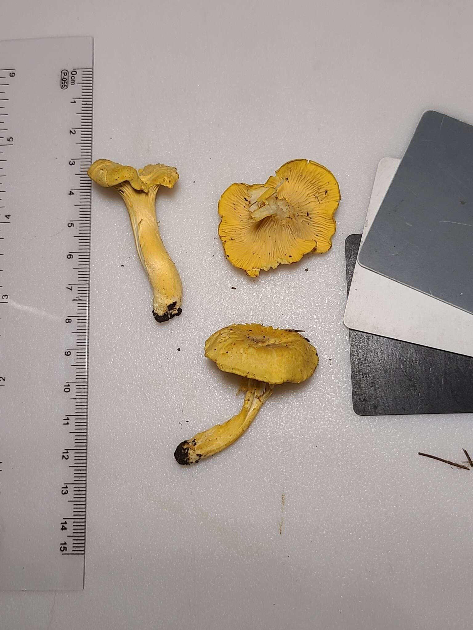 Image de Cantharellus flavus Foltz & T. J. Volk 2013