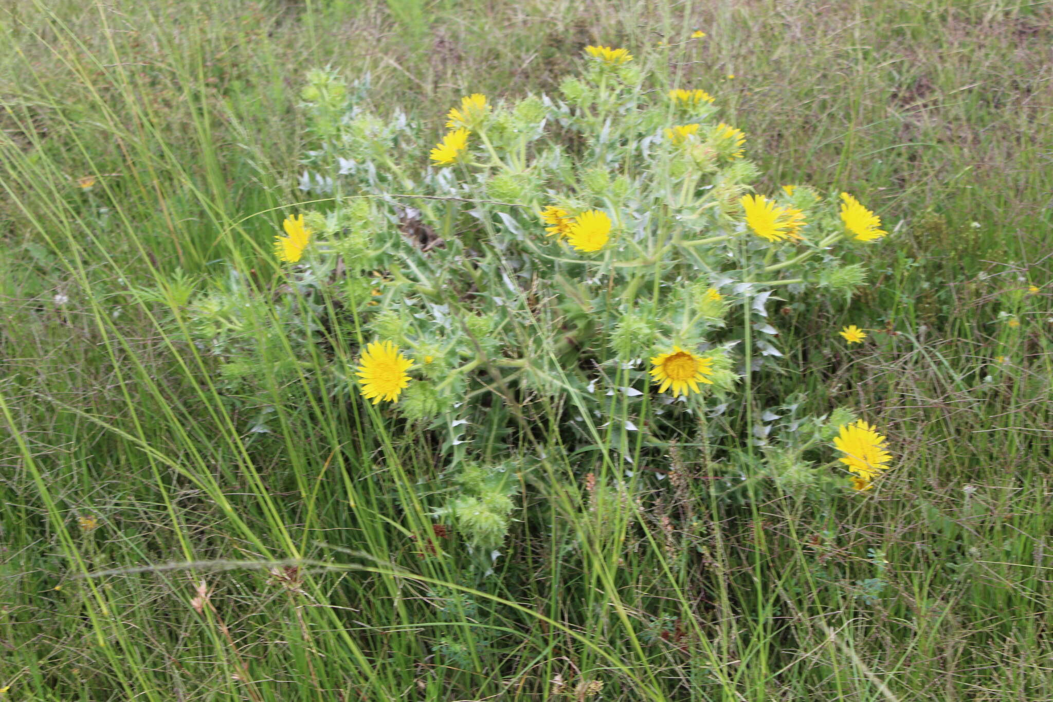 Image of <i>Berkheya <i>onopordifolia</i></i> var. onopordifolia