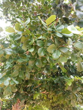 Image of Lignum Vitae