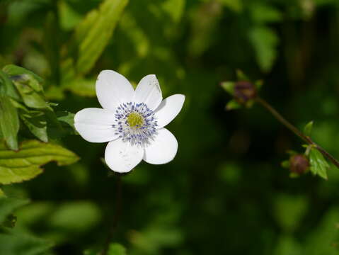 Image of <i>Anemone rivularis</i>