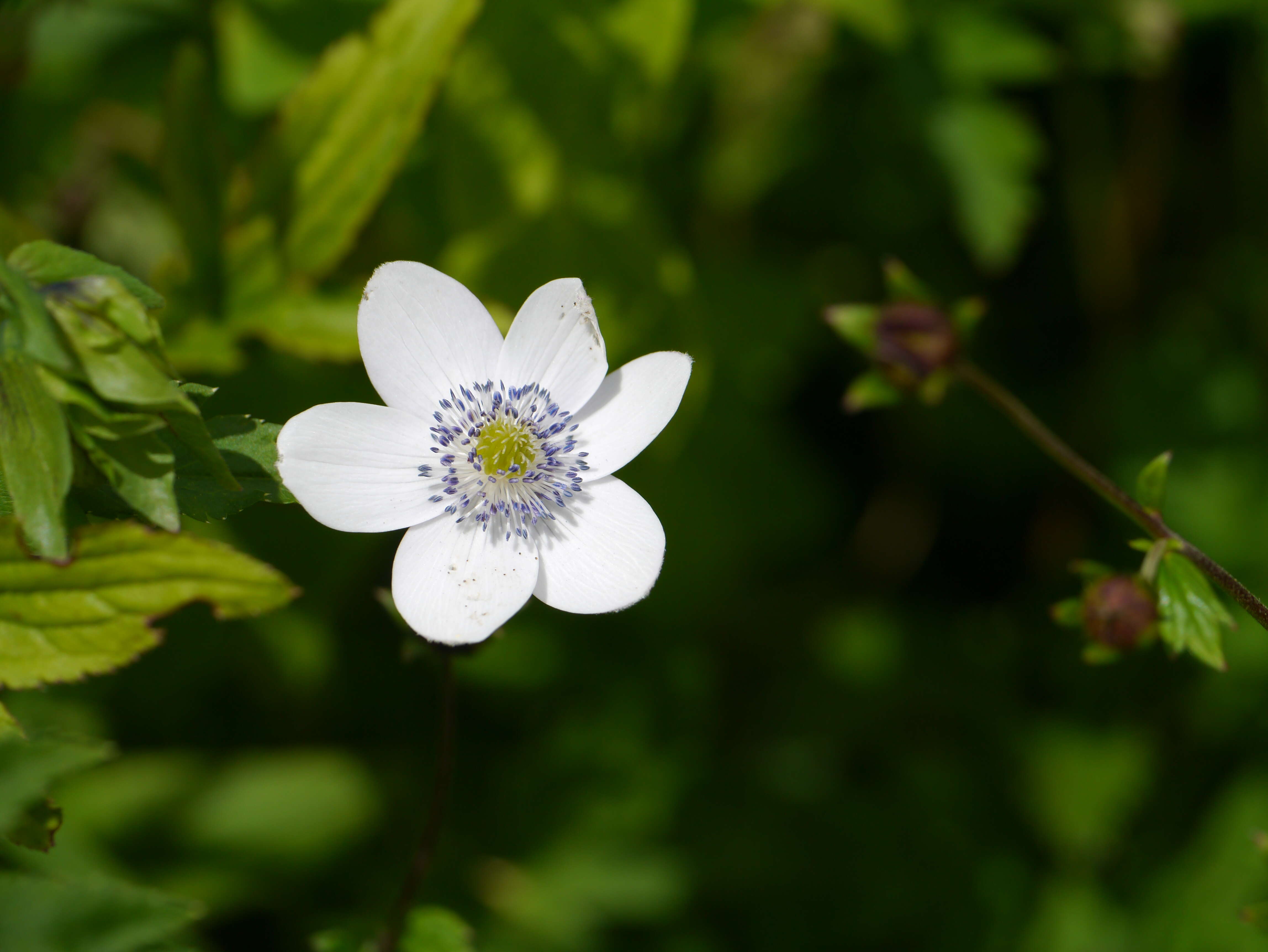 Image de <i>Anemone rivularis</i>