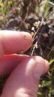 Image of Santa Cruz Island fringepod