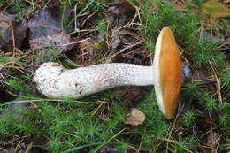 Image of Leccinum piceinum Pilát & Dermek 1974