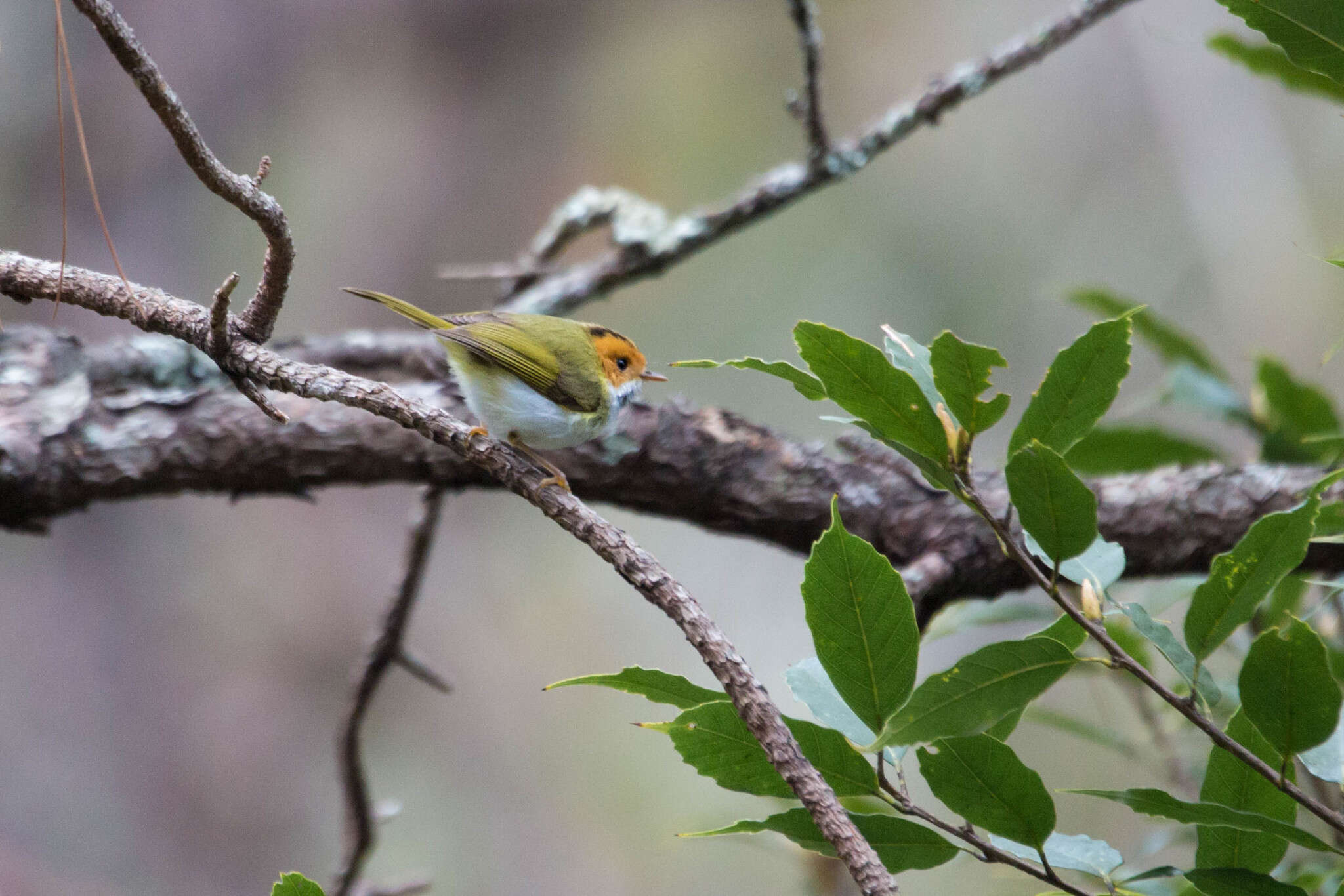 Image of Rufous-faced Warbler