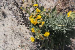 Слика од Heterotheca grandiflora Nutt.