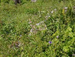 Image of Bladder Campion