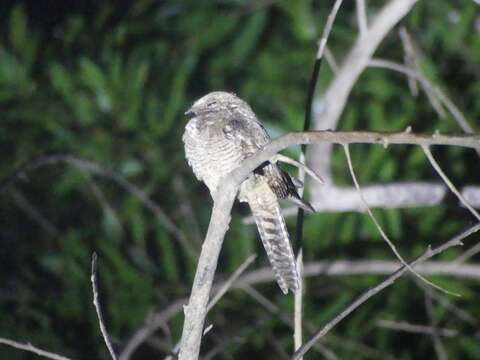 Image of Ladder-tailed Nightjar