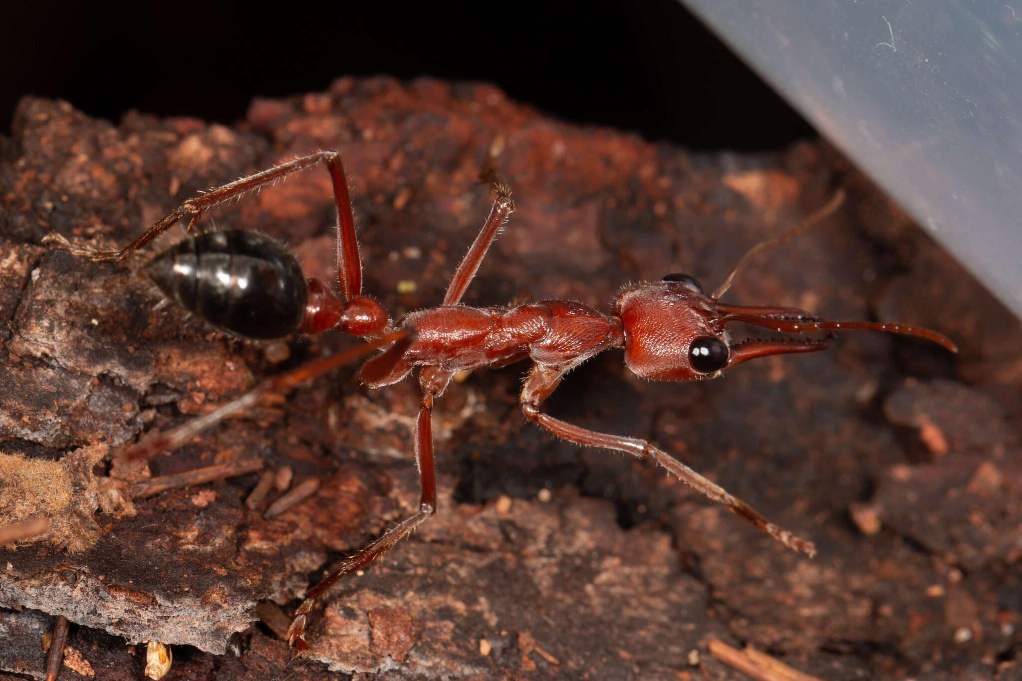 صورة Myrmecia brevinoda Forel 1910