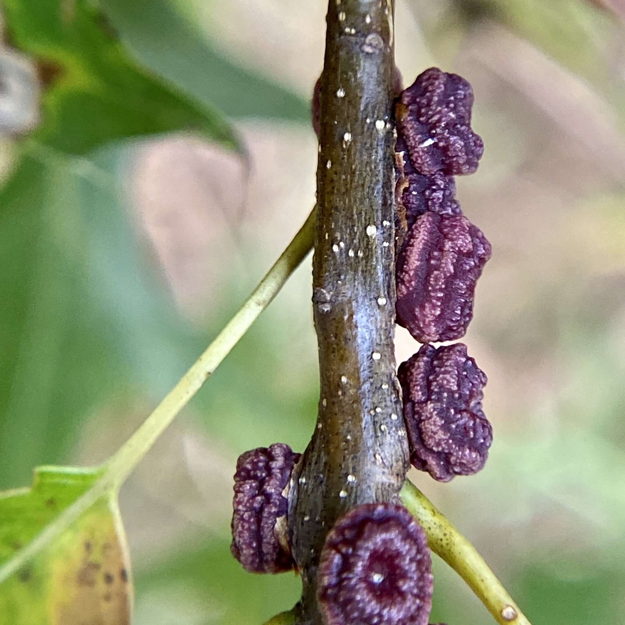 Image de Kokkocynips difficilis (Ashmead 1887) Nieves-Aldrey, Nicholls, Tang, Melika, Stone, Pujade-Villar, Buffington, Maldonado & Medianero 2021