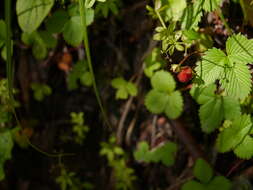 Image of Fragaria nubicola Lindl.