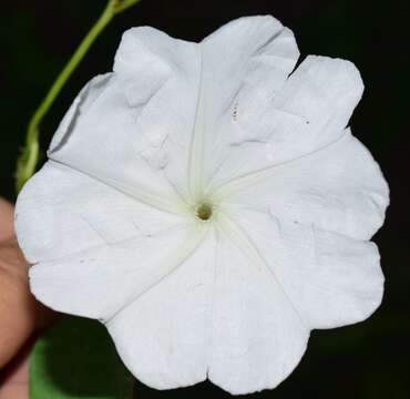 Image of Ipomoea lottiae J. A. Mc Donald