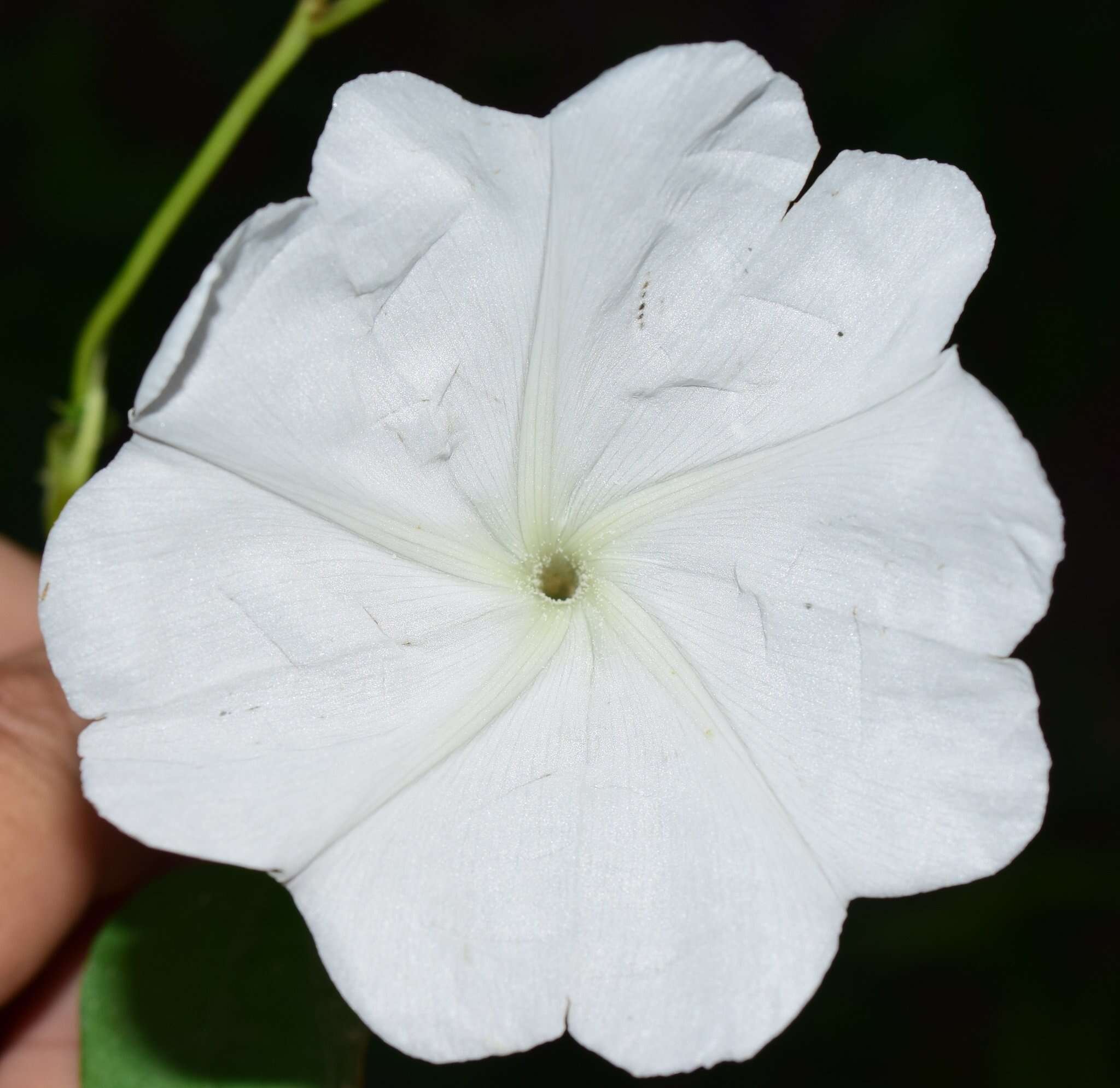 Image of Ipomoea lottiae J. A. Mc Donald