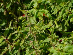 Image of Common Nettle