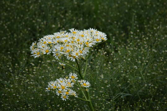 Image of Senecio bonariensis Hook. & Arn.