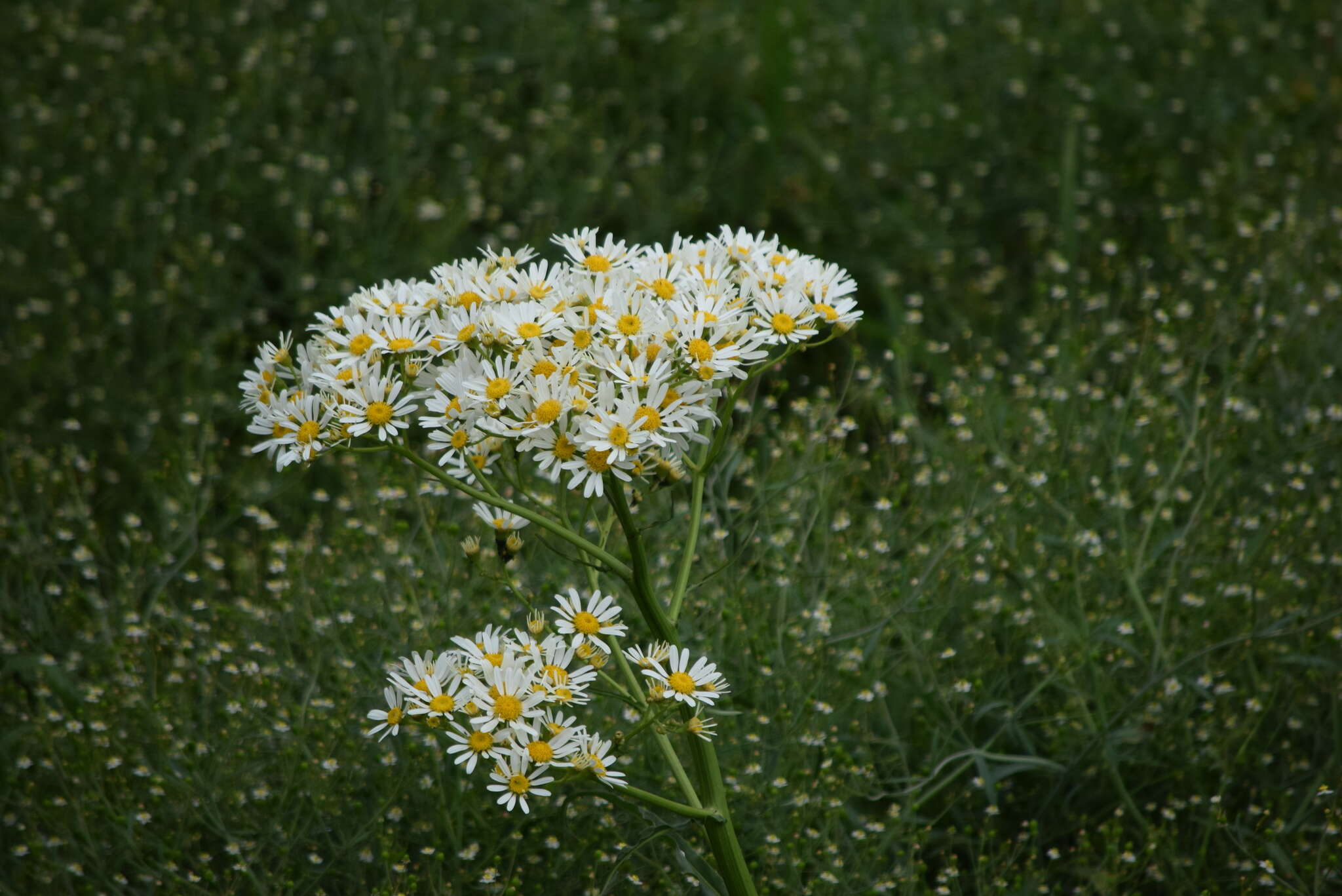 Image of Senecio bonariensis Hook. & Arn.