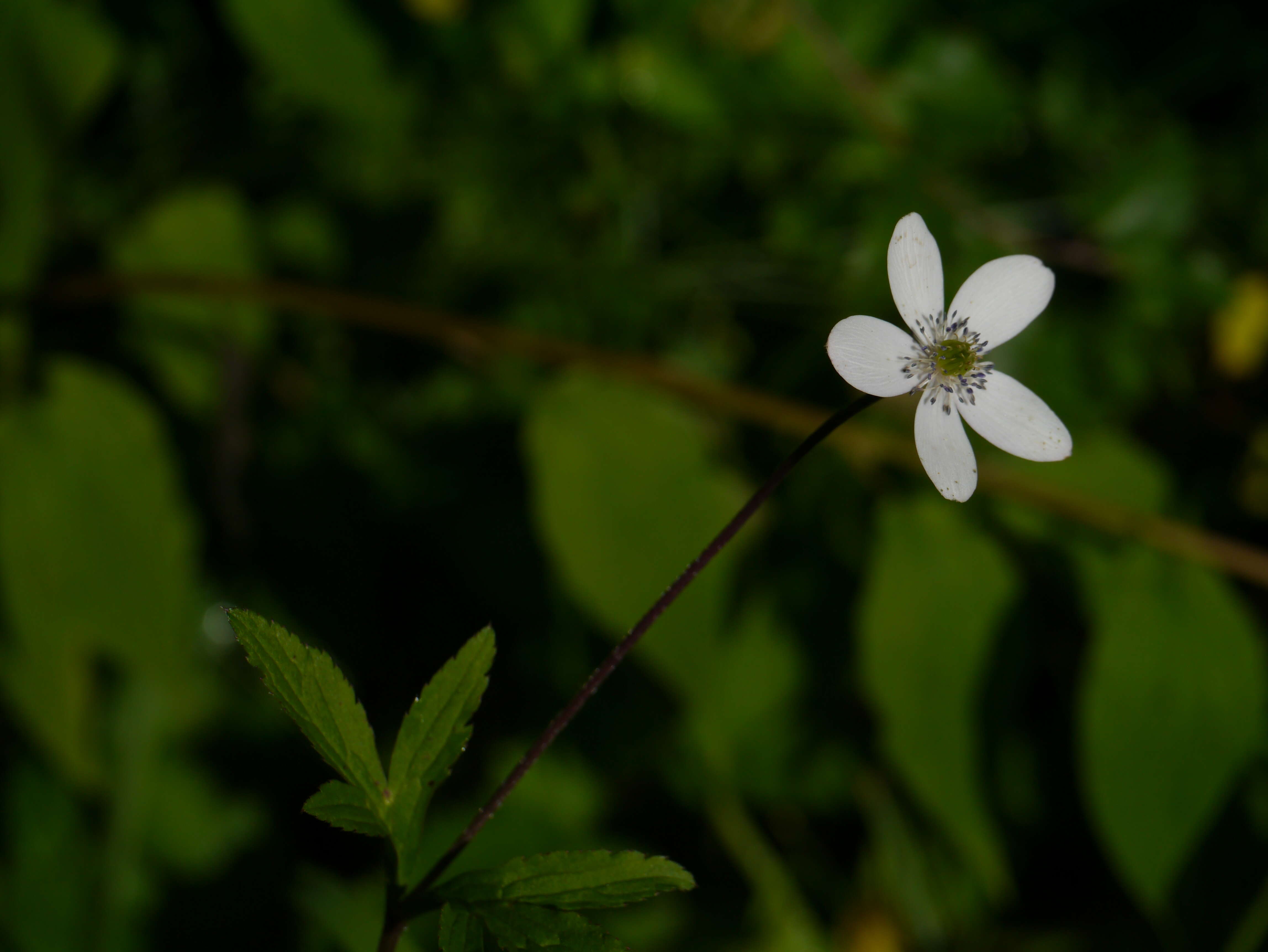 Image of <i>Anemone rivularis</i>