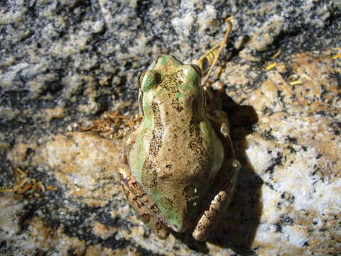 Image of Pseudacris hypochondriaca (Hallowell 1854)