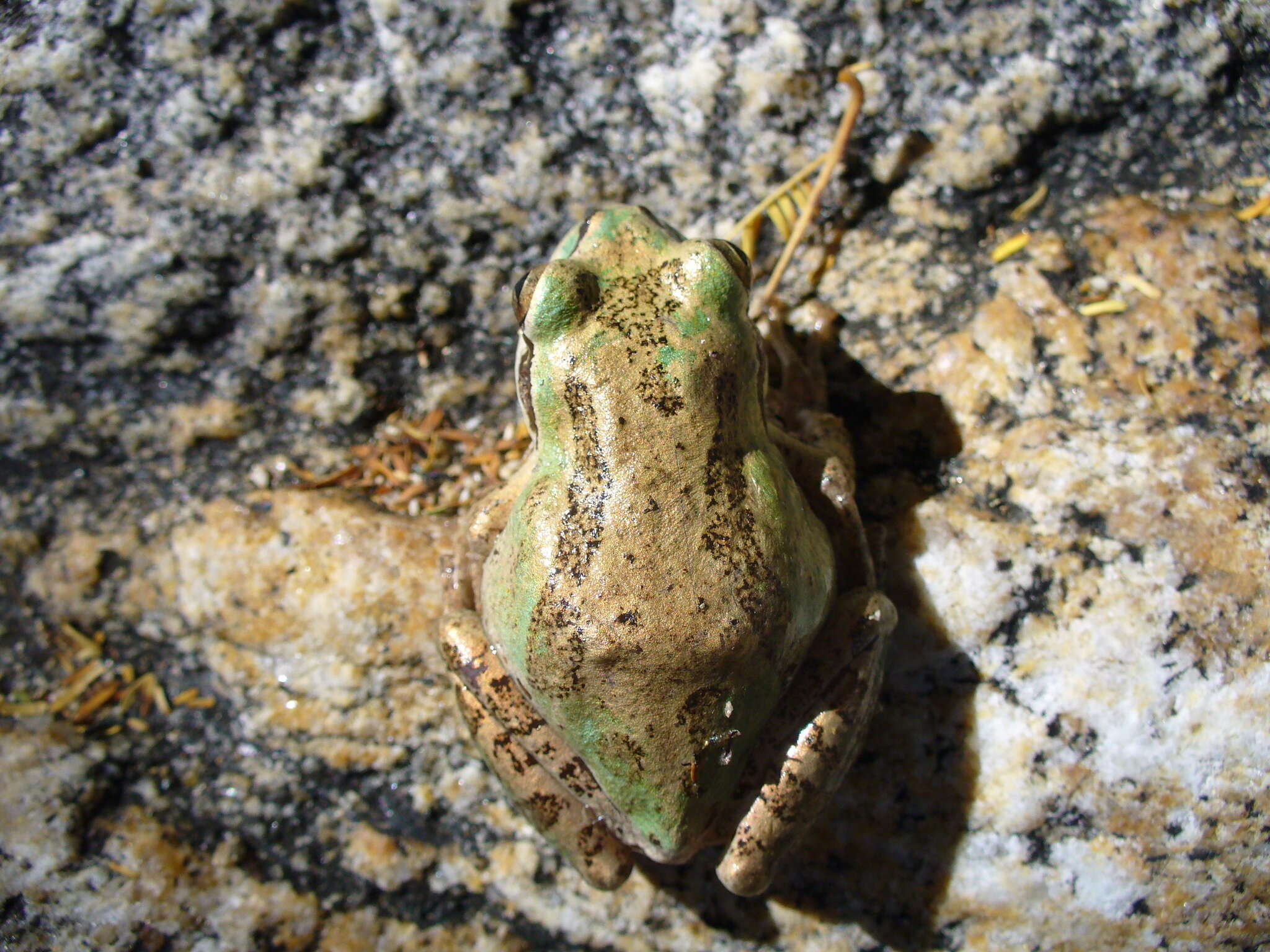 Image of Pseudacris hypochondriaca (Hallowell 1854)