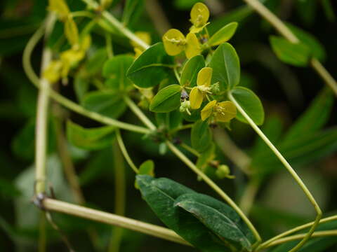 Слика од Euphorbia cornigera Boiss.