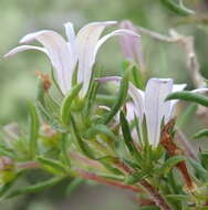Image of Wahlenbergia thunbergii (Schult.) B. Nord.