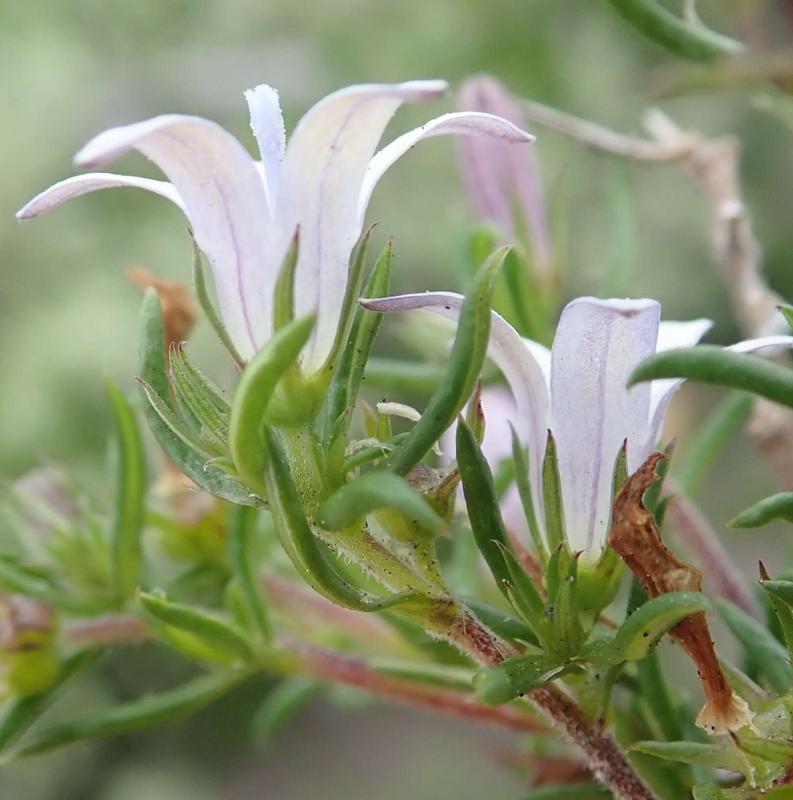 Image of Wahlenbergia thunbergii (Schult.) B. Nord.