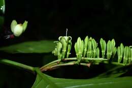 Image of Chiococca nitida Benth.