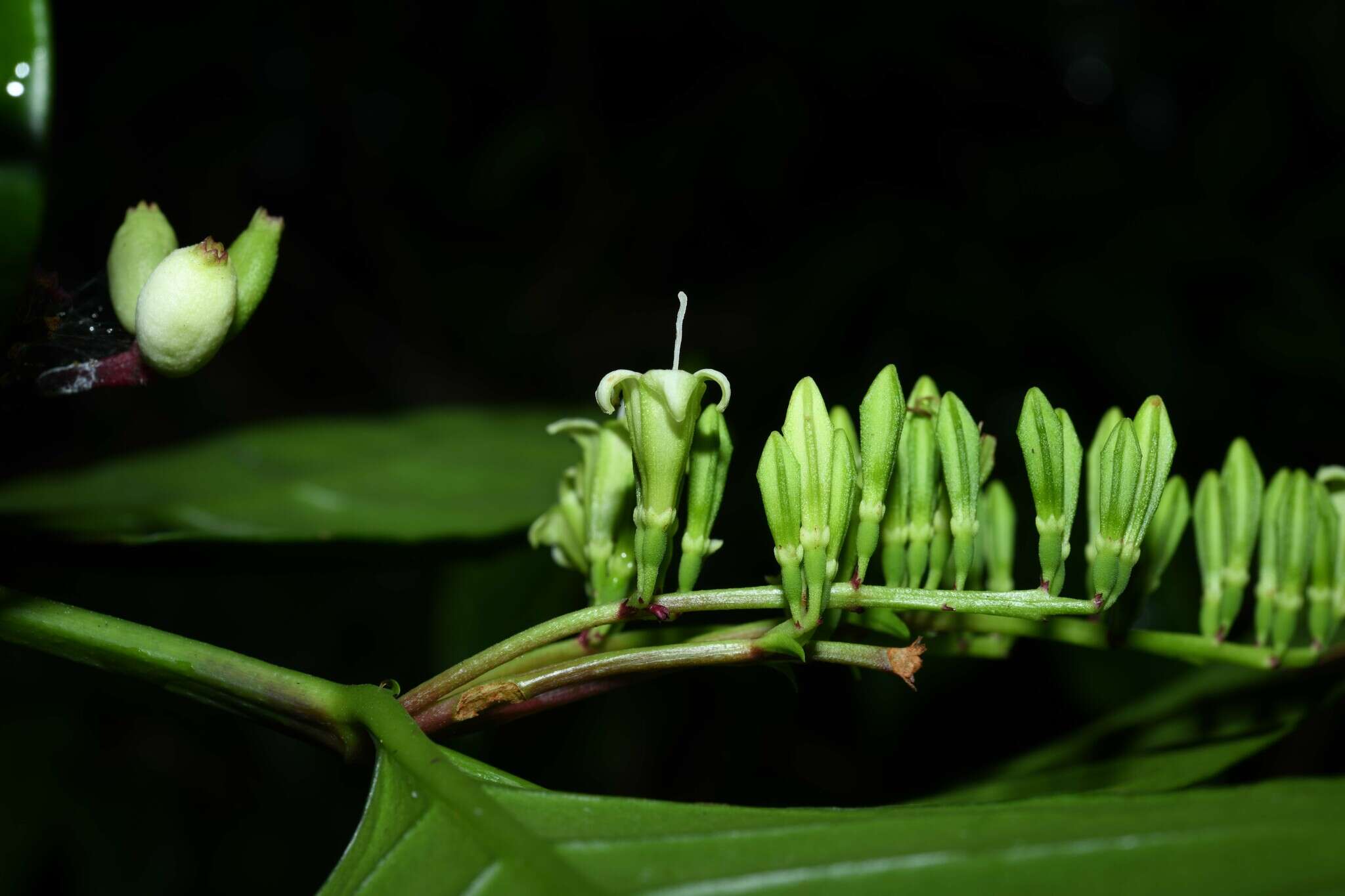 Image of Chiococca nitida Benth.