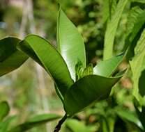 Image de Abricotier des Antilles