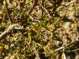 Imagem de Marasmodes fasciculata S. Ortiz