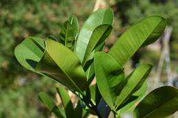 Image de Abricotier des Antilles