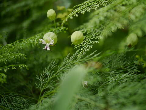 Image of Bladder Campion