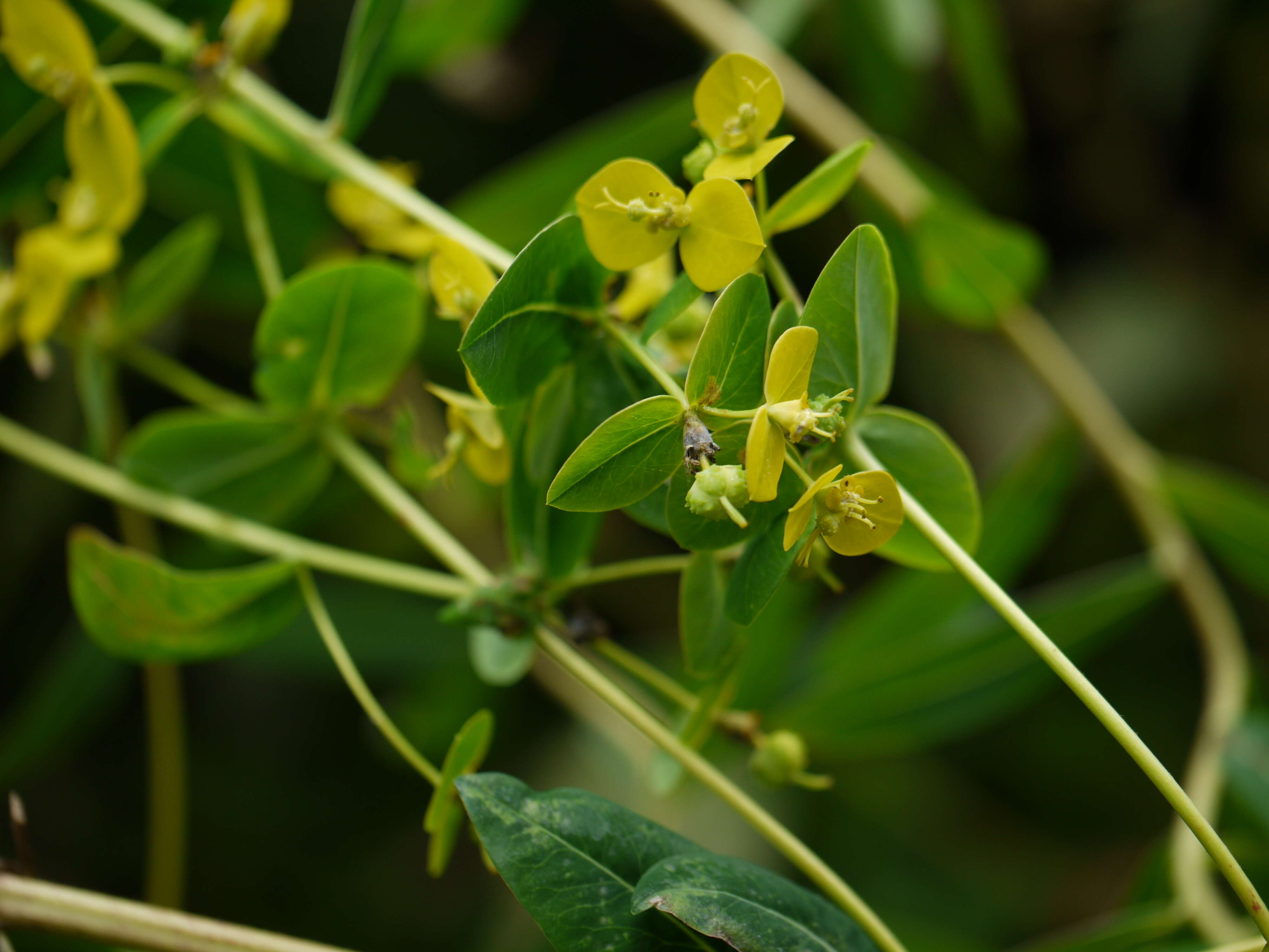 Image of Euphorbia cornigera Boiss.