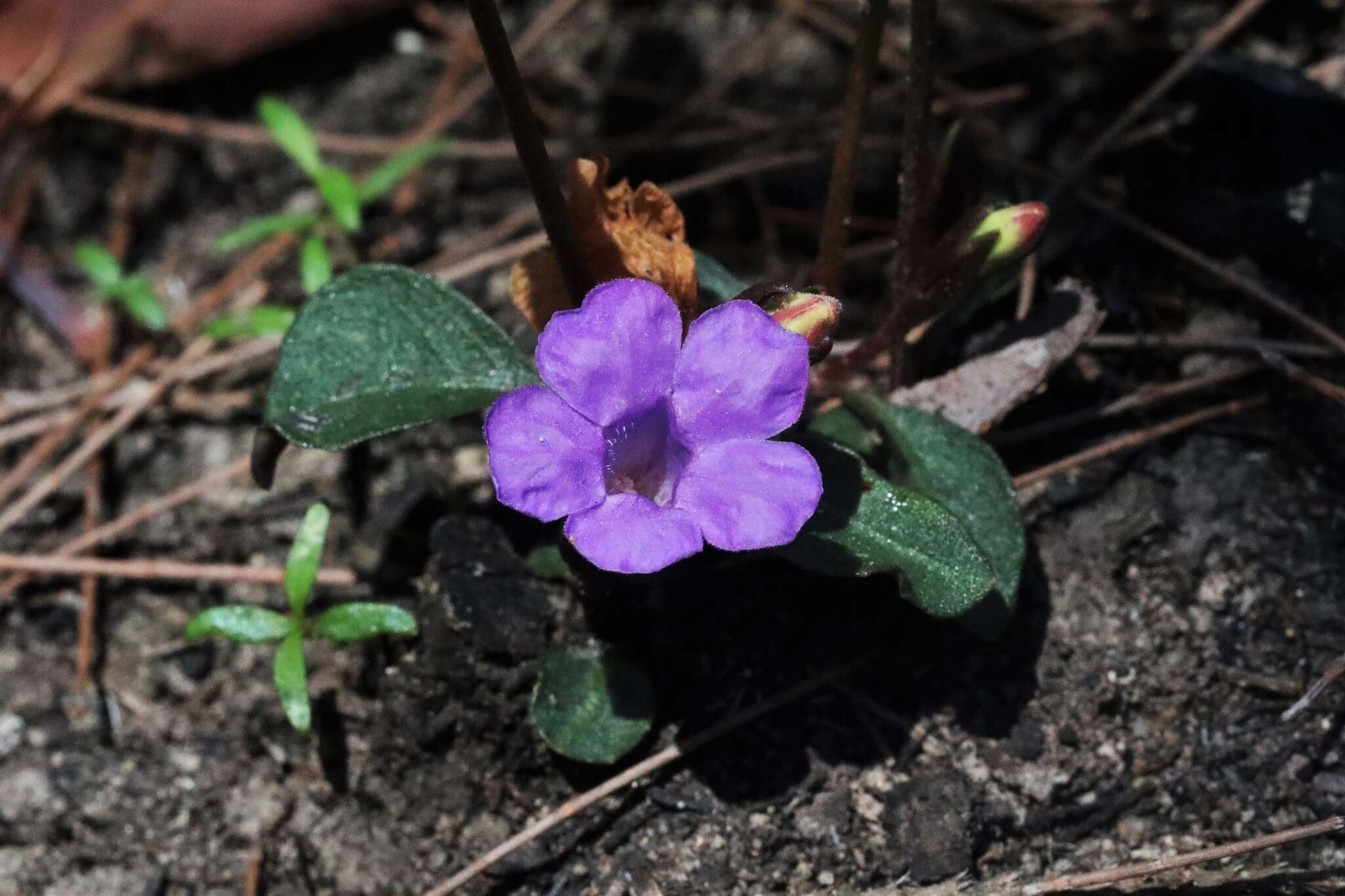 Sivun Brunoniella pumilio (R. Br.) Bremek. kuva